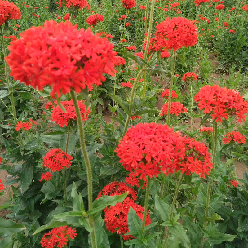 剪秋罗种子大花剪秋罗花籽易活花种四季播种庭院室外花卉花种籽子