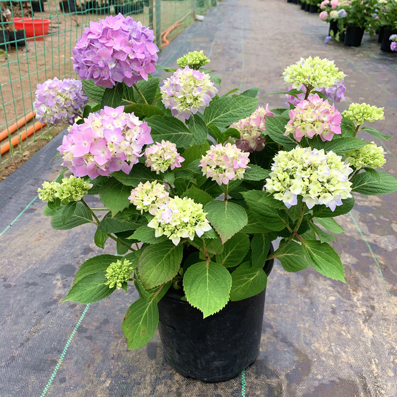 无尽夏绣球花苗盆栽四季花卉植物室内阳台带花苞好养的花开花不断