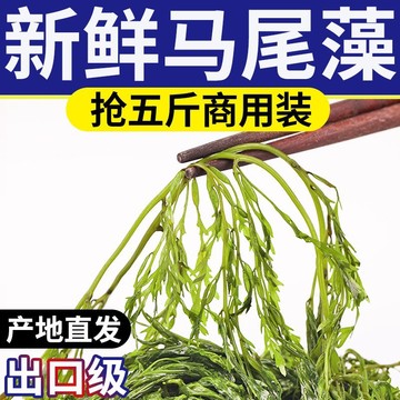 福建霞浦 新鲜盐渍马尾藻 鞭炮竹 海藻 海草 长寿菜5kg装厂家直售