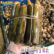 鲜活竹节蛏大竹蛏海鲜水产长竹蛏无沙贝类新鲜手指蛏竹蛏王500g