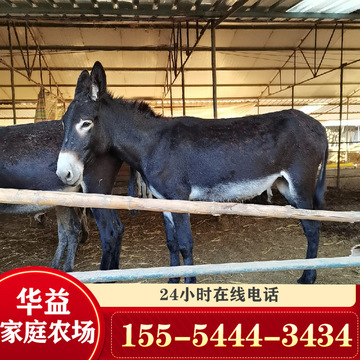 德州驴 肉驴苗种苗价格 5个月左右的驴苗作用 养殖出栏特点-阿里巴巴