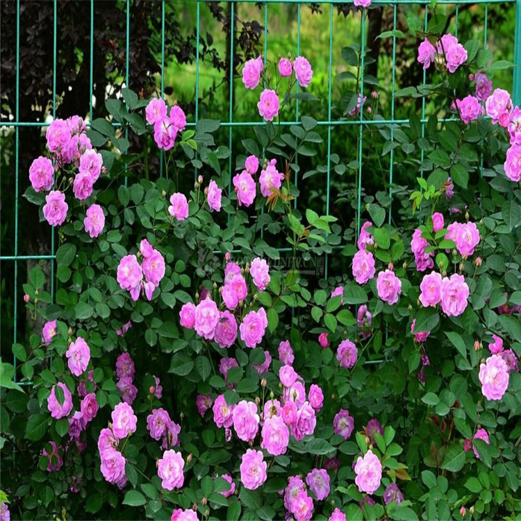 花卉种子蔷薇花种籽子爬藤月季玫瑰四季开花爬墙攀援庭院室内植物