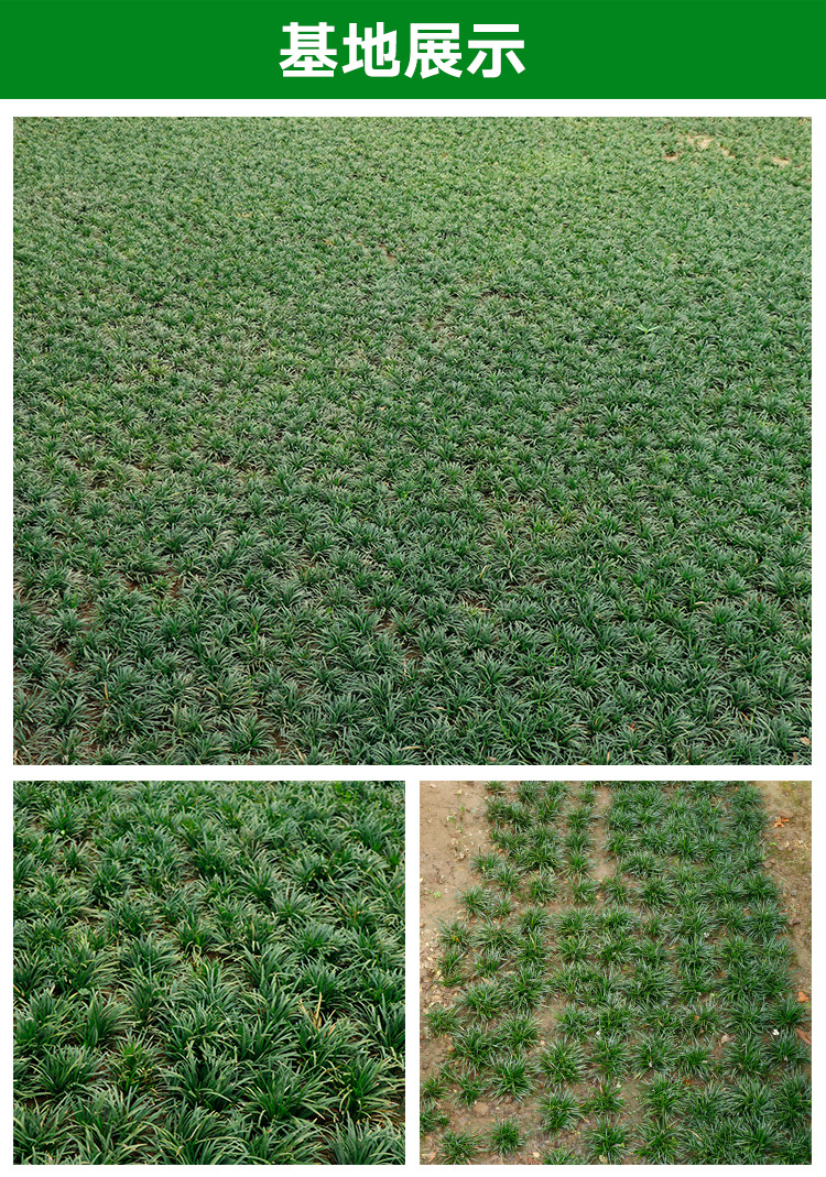 矮麦冬草耐寒黑麦冬绿化草坪植物矮生麦冬草苗玉龙草
