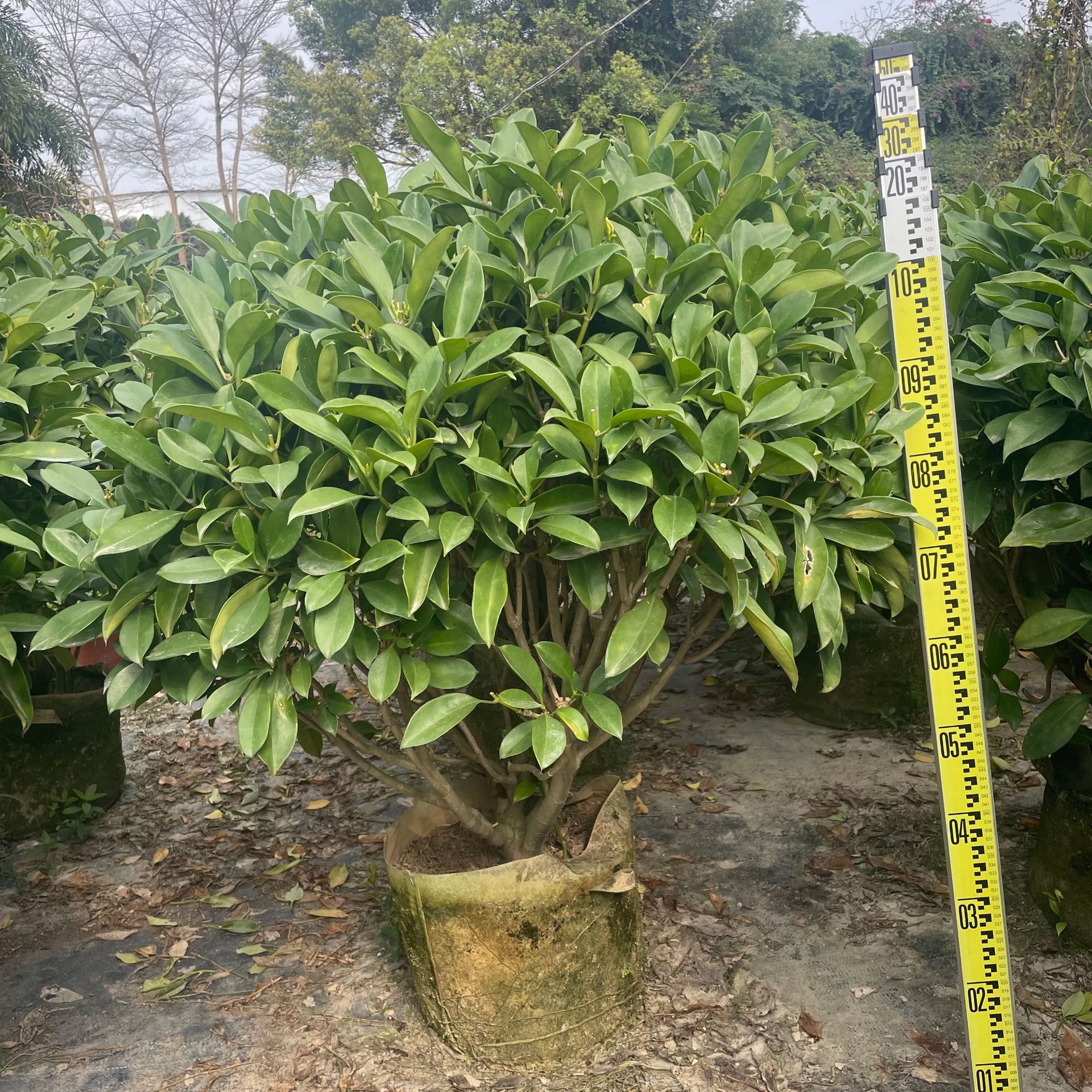 非洲茉莉球灌木地被植物基地批发1米1.5米绿化非洲茉莉盆栽-阿里巴巴