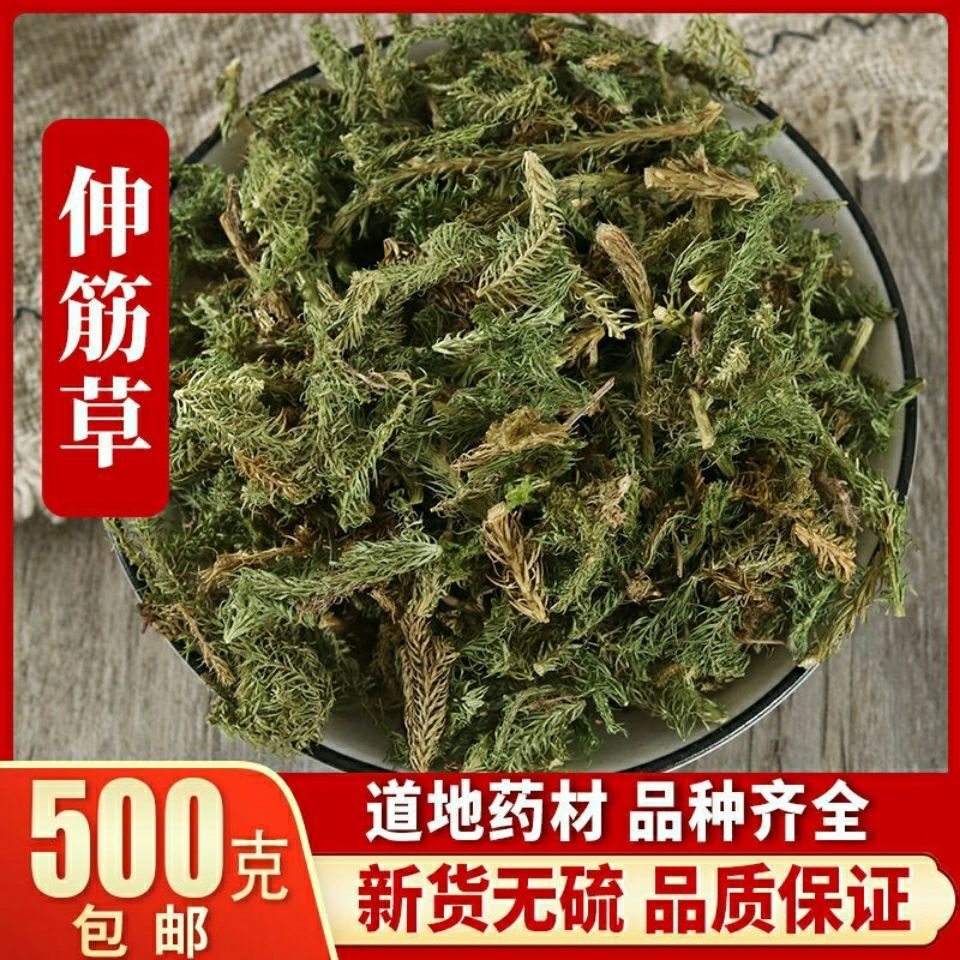 中药材伸筋草筋骨草正品新货透骨草舒筋草石松狮子多规格包邮