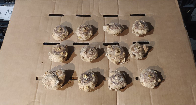 马蹄莲种球批发阳台室内植物鲜花盆栽年宵花卉多年生球根花卉绿植