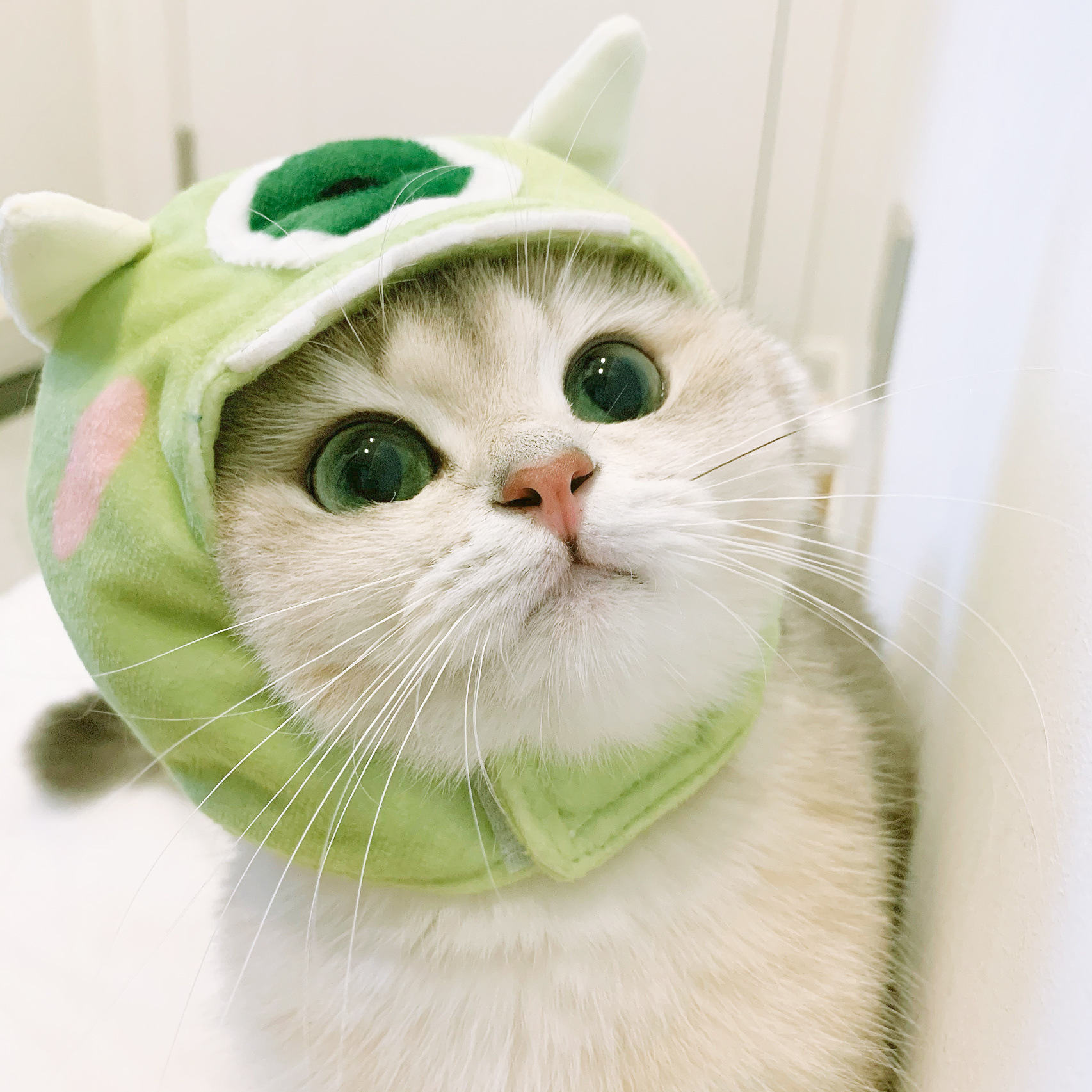 猫咪可爱帽子英短橘猫变装拍照道具头饰耳朵网红搞怪宠物用品