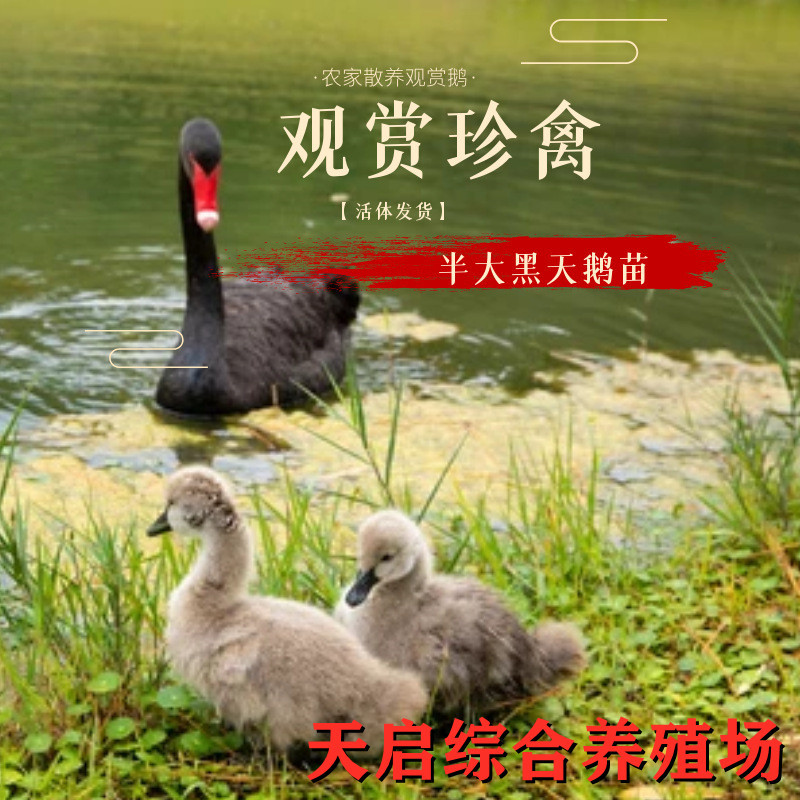 五黑鸡活体鸡苗 五黑鸡活体鸡苗半斤左右 纯种五黑鸡种蛋-阿里巴巴