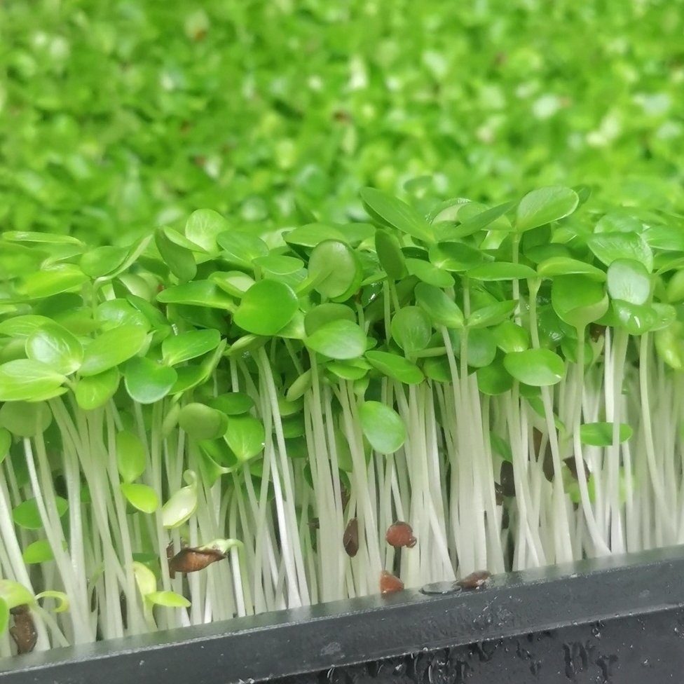 ly新鲜香椿芽苗菜香椿苗新鲜蔬菜香椿芽摆盘装饰当季现摘香椿煎蛋