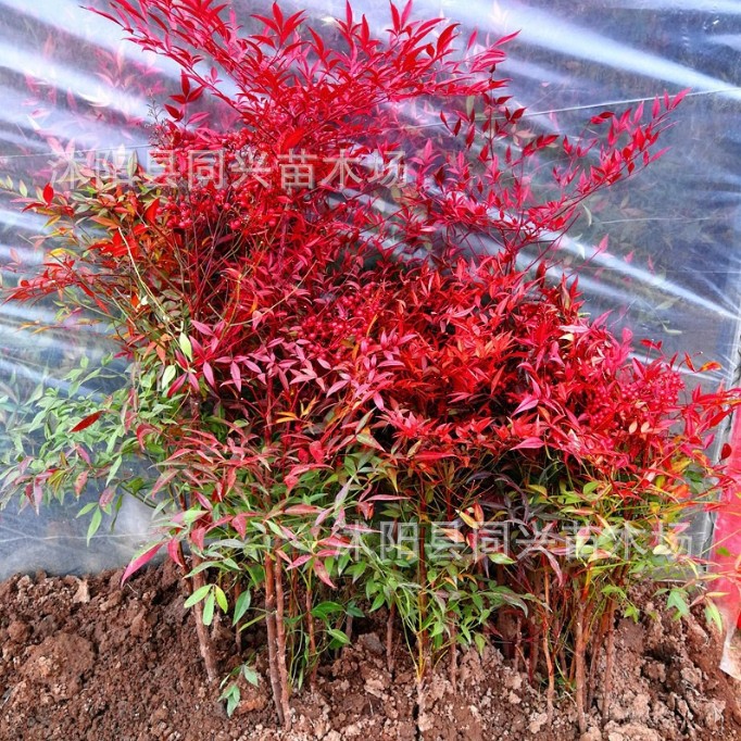 南天竹苗庭院种植红天竺火焰树苗庭院绿化植物红叶耐寒花卉色块苗