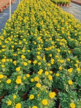 矮牵牛赤壁千日红夏堇鸡冠花木春菊蓝雪花海棠孔雀草鼠尾草等时花