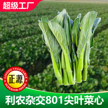 和利农正源杂交801尖叶菜心广东菜心甜脆爽口宁夏基地种植蔬菜籽