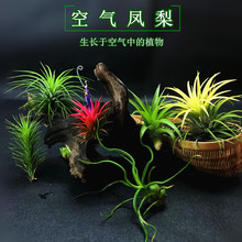 绿植空气凤梨造景植物无土草创意缸空凤老人须花园角鲜花