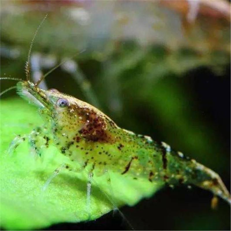 黑壳虾观赏虾除藻工具虾草缸冷水淡水清洁虾乌龟龙鱼活体饲料