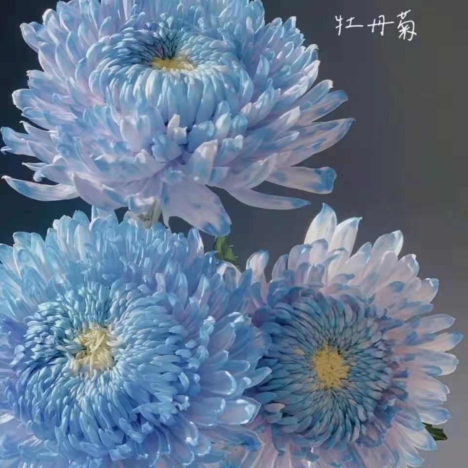 小雏菊苗