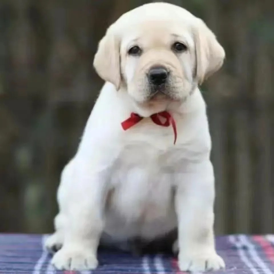 出售纯种双血统拉布拉多犬活体幼犬宠物狗宠物犬拉布拉多活体幼崽