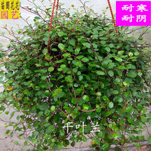 藤蔓绿植千叶兰庭院室内植物盆栽长寿藤千叶大盆吊兰烘焙吸甲醛