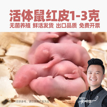 无菌活体乳鼠1-3g红皮幼鼠白鼠幼崽猫蛇角蛙乌龟鬃狮蜥蜴守宫粮食