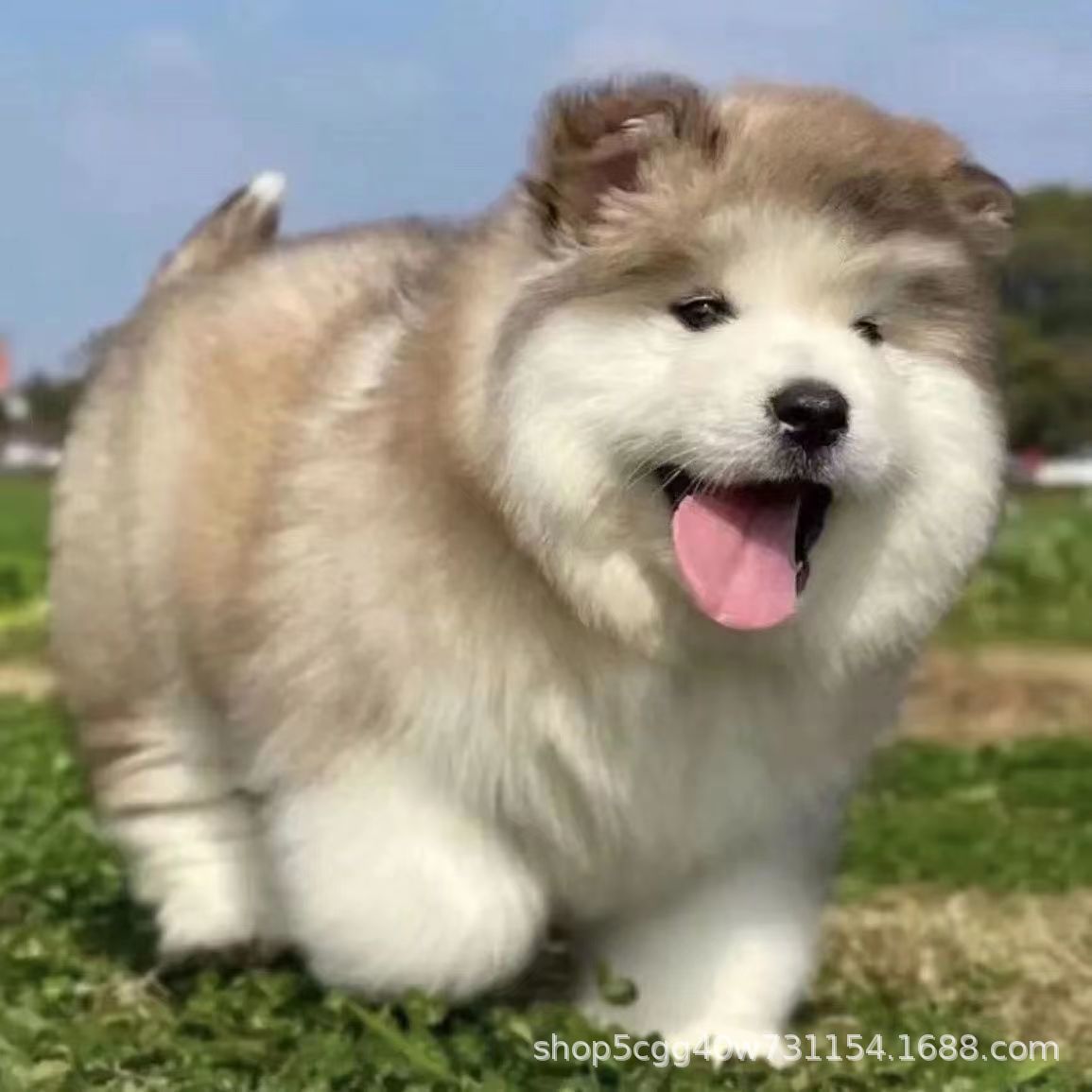 纯种阿拉斯加幼犬活体黑桃红桃阿拉斯加幼崽出售狗狗批发小狗宠物