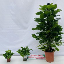 大吊兰水培绿箩柱盆栽室内吸甲醛绿植除甲醛新房花卉植物家用长藤