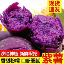 紫薯新鲜现挖紫地瓜农家自种紫心地瓜紫薯番薯新鲜红薯5斤包邮