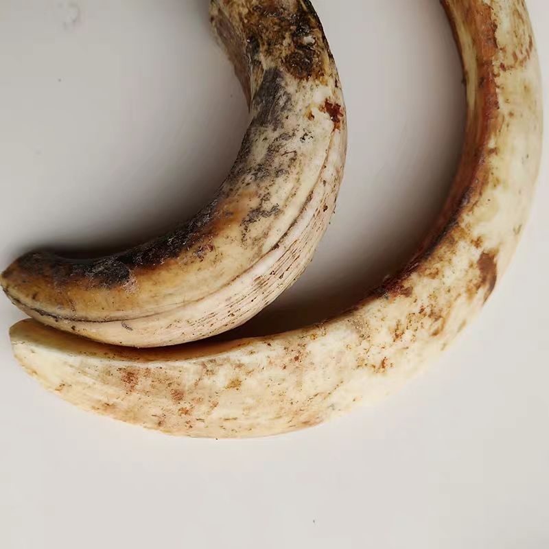 家猪牙獠牙霸气超大猪牙雕刻原料牙齿成人男情侣吊坠保真