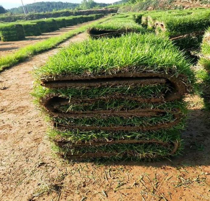 带泥土草坪草皮马尼拉四季青 庭院工程绿化 果岭草草皮真草皮