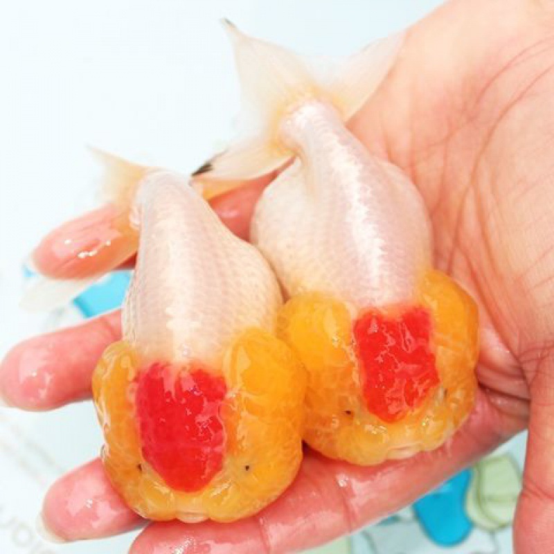 【猫狮金鱼】-猫狮金鱼厂家,品牌,图片,热帖-阿里巴巴