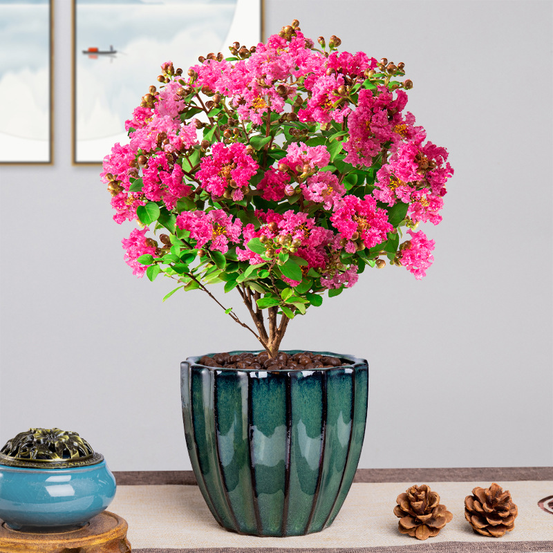 紫薇盆景室内好养易活四季花苗阳台花卉盆栽开花植物紫薇花树苗