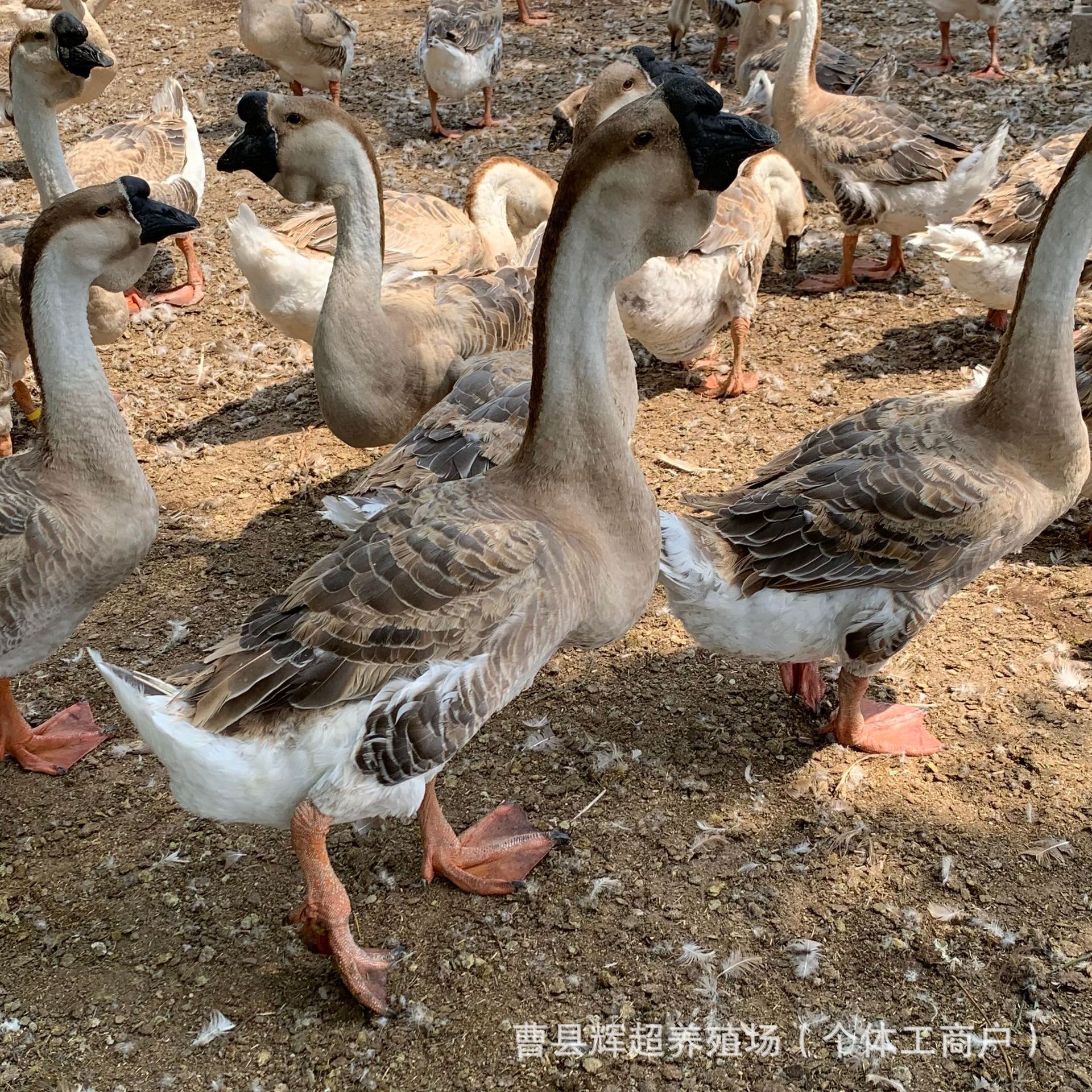 生态散养大体灰狮头鹅活体脱温狮头鹅苗出壳苗成年狮头鹅蛋价格