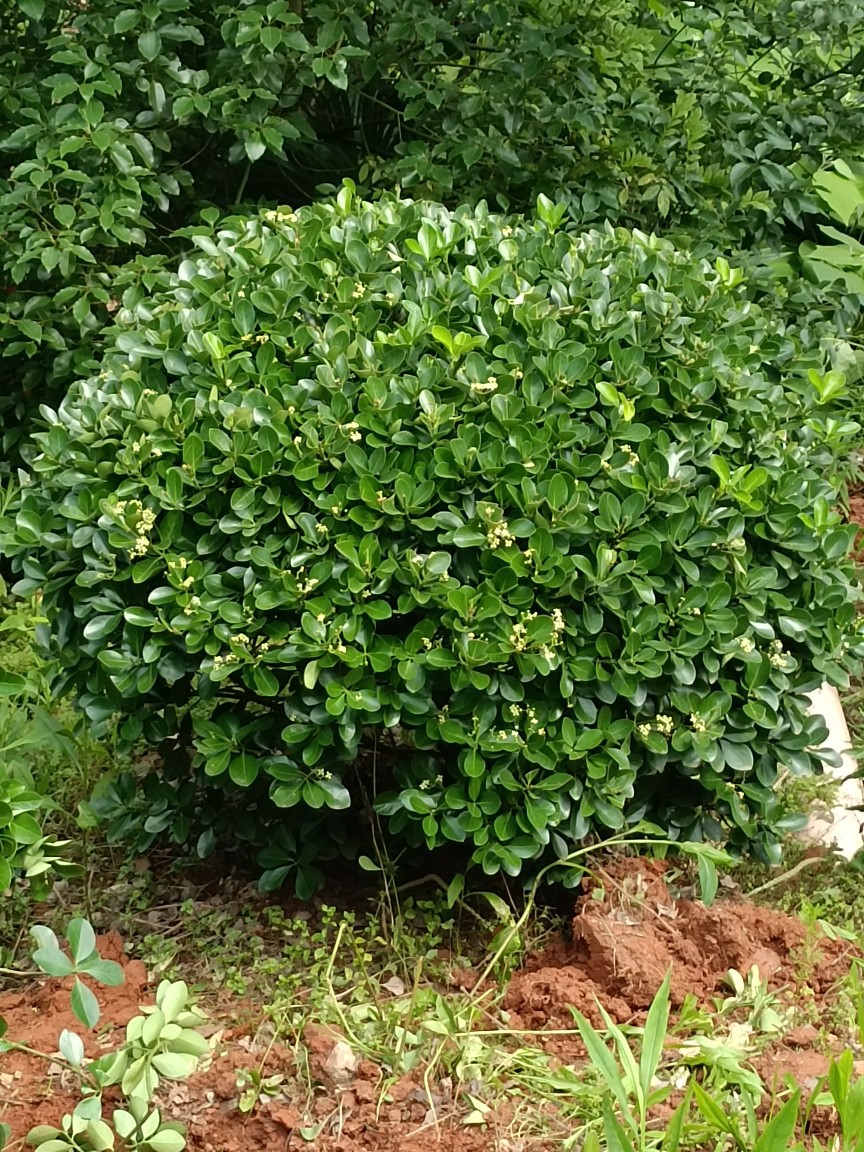 基地批发冬青树 大叶黄杨树 园林绿化庭院绿篱冬青球 绿化工程球