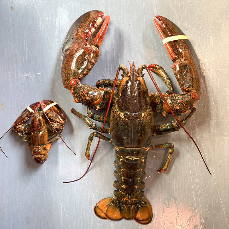 波士顿龙虾1到9斤每只大冰鲜大龙虾波龙批发酒店商用零售一件代发