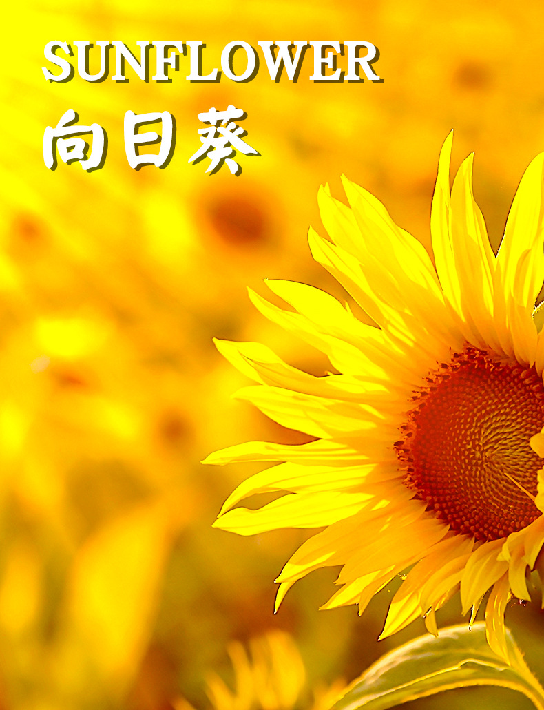 向日葵_02