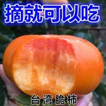 无核柿子苗嫁接苗柿子树苗日本甜柿磨盘柿摘下就吃柿树结果苗