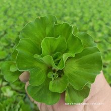 水芙蓉苗水培浮萍植物鱼塘庭院造景绿植鱼缸水池养鱼净化水质水草