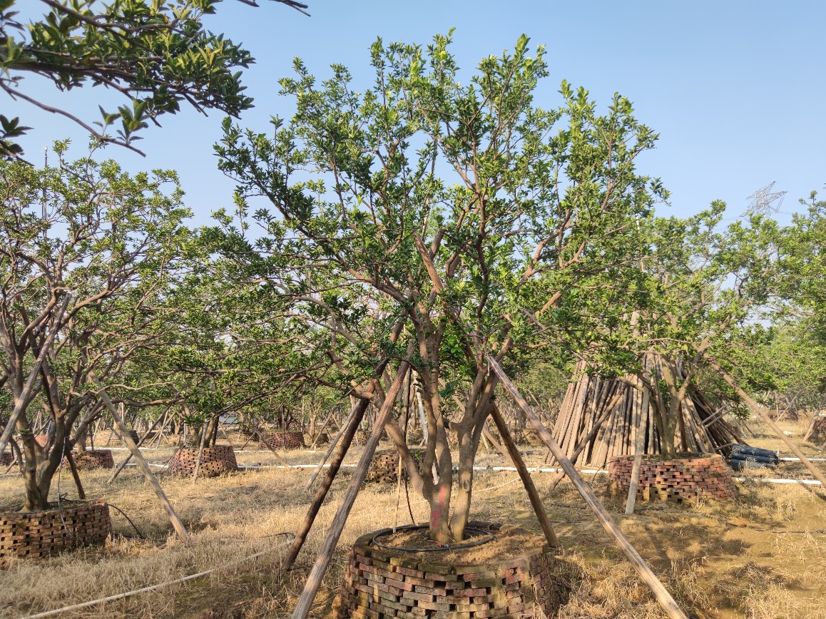 2110基地供应 全冠多杆 丛生 香橼 香泡 4-7米高假植苗 庭院楼盘