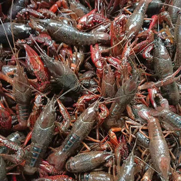 稻田小龙虾小龙虾清水虾鲜活现捞超大冷链小龙虾青虾红虾顺丰包邮