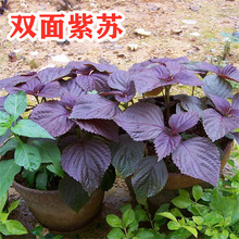 新紫苏种子四季播种食用香料阳台盆栽观赏东北紫叶苏子蔬菜种籽