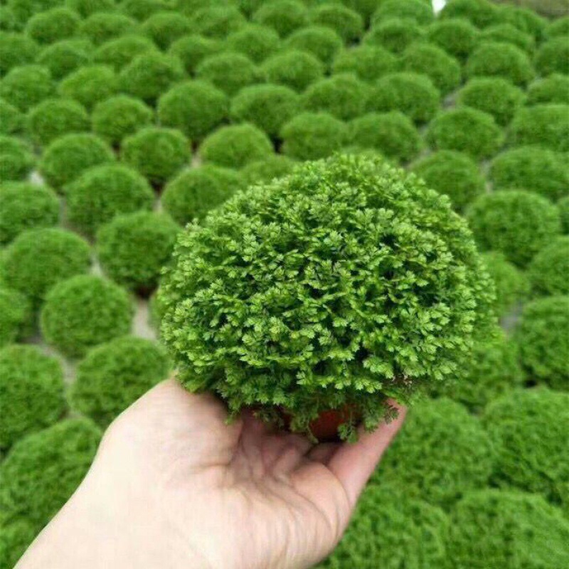 蕨类植物情人草幸福草吸室内桌面绿植盆栽花卉厂家厂家批发跨境