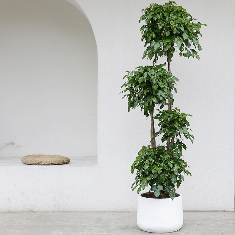 幸福树盆栽植物室内客厅净化空气多头多层造型大型宠物及园艺盆景