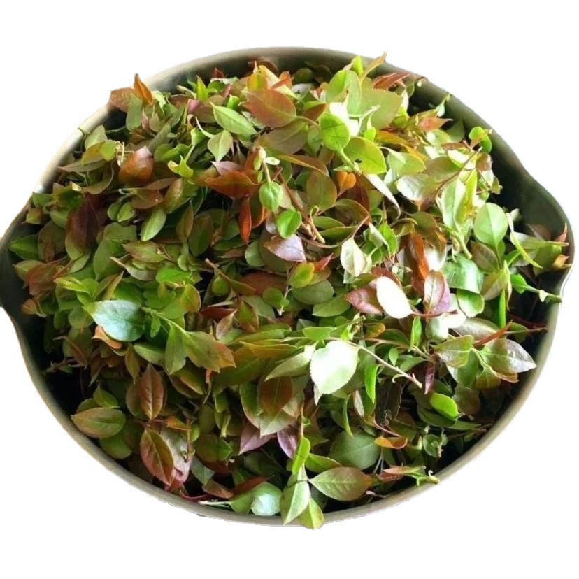 2斤包邮 新鲜乌饭叶制作乌米饭南烛叶乌饭草乌饭树叶乌树叶