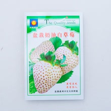 盆栽奶油草莓种子白草莓种子易种阳台盆栽蔬菜种子春秋冬四季播种