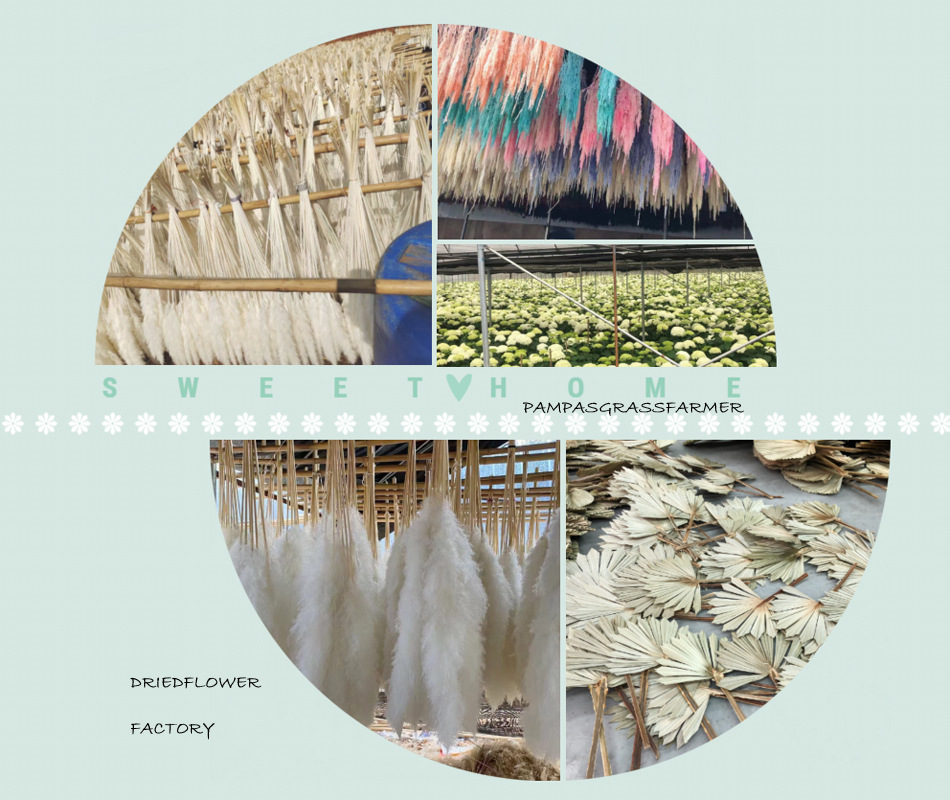 染色芦苇花大蒲苇彩色芦苇草pampas潘帕斯草定制芦苇草永生花干花