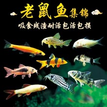 清洁鼠鱼金苔鼠小型热带鱼除藻底栖胡子大帆吃垃圾工具鱼清道夫