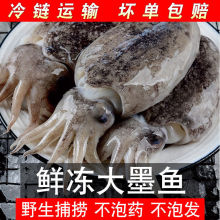 新鲜大墨鱼野生海捕墨鱼仔超大号冷冻水产海鲜大乌贼目鱼墨斗鱼