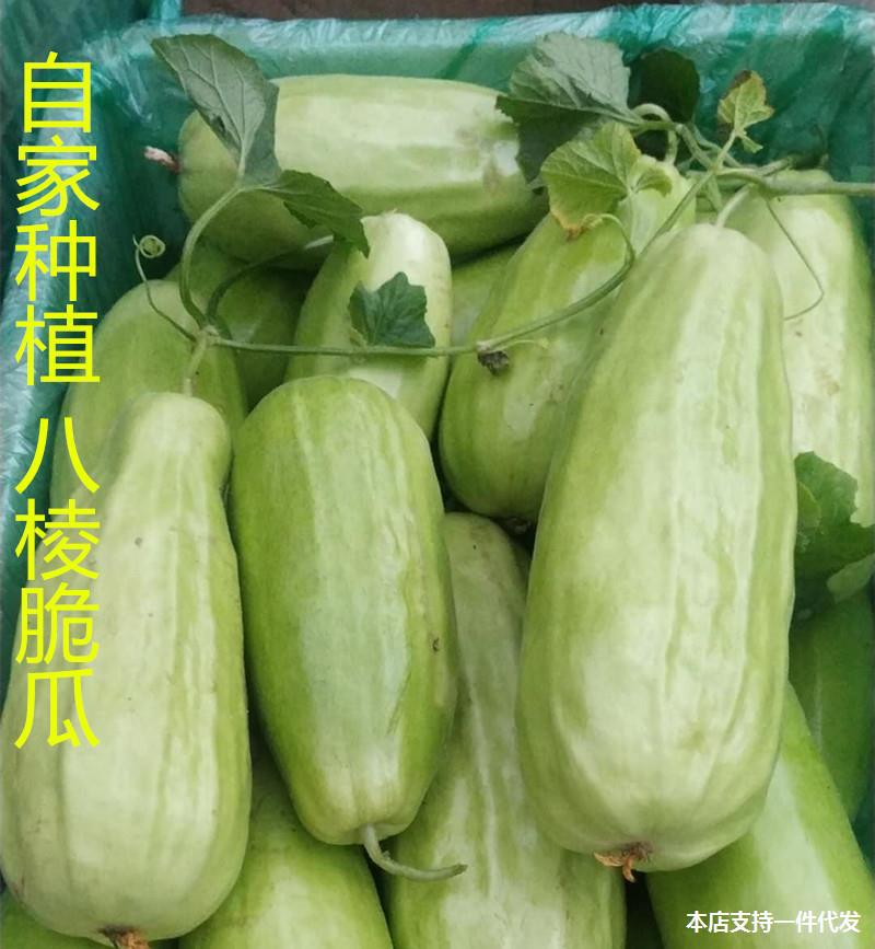 山东八棱脆瓜菜瓜烧瓜水果非甜瓜羊角蜜玉女瓜新鲜现摘五斤装