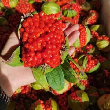 云南重楼种子七叶一枝花种子独角莲高杆矮杆云南滇重楼多芽单芽