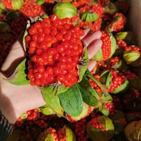 云南重楼种子七叶一枝花种子独角莲高杆矮杆云南滇重楼多芽单芽