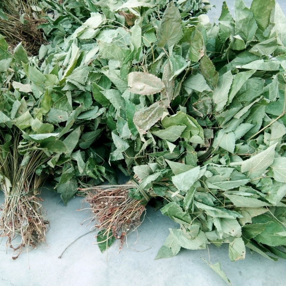湖北野生淫羊藿根整株淫羊藿叶仙灵脾叶茶 泡酒泡茶产地直销-阿里巴巴