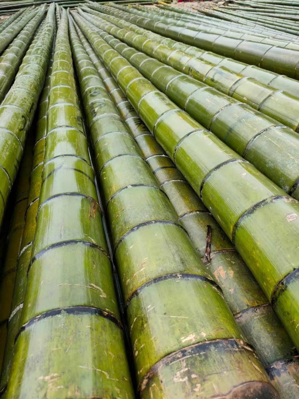 厂家批发现货供应毛竹 大楠竹搭建大棚毛竹物美价廉